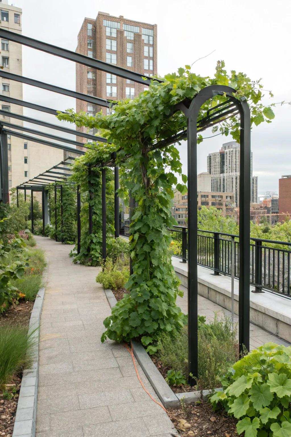 A contemporary interpretation of the vineyard arbor featuring a minimalist metallic structure.