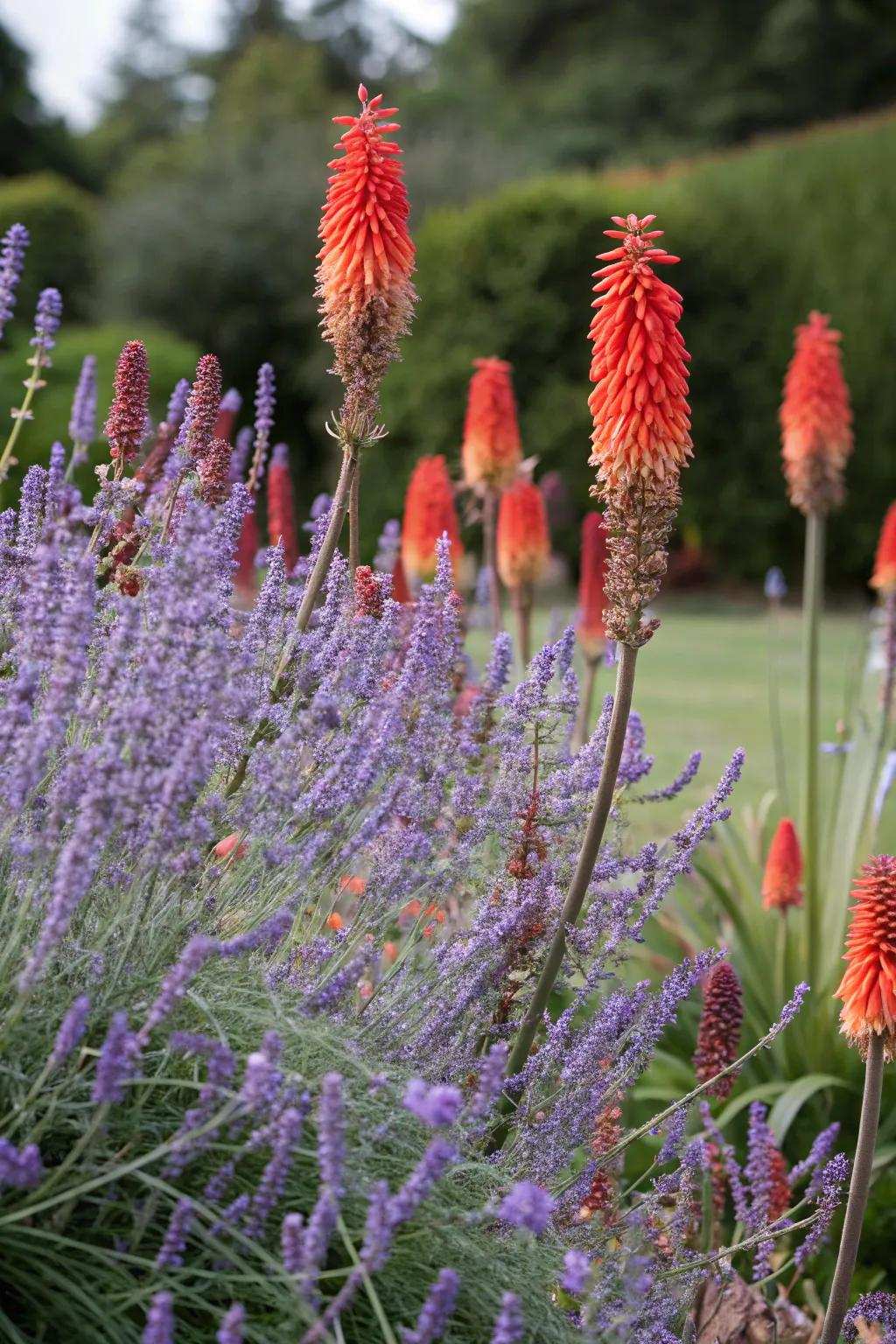 A dramatic garden duo of Azure blooms with striking torch lilies.