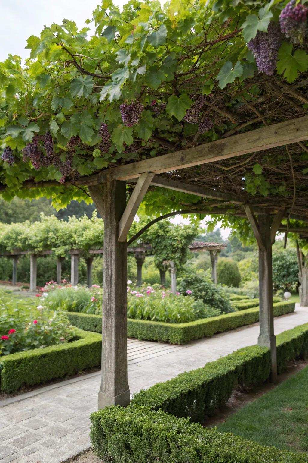 A lush livable roof arbor delivering innate shade and prettiness.