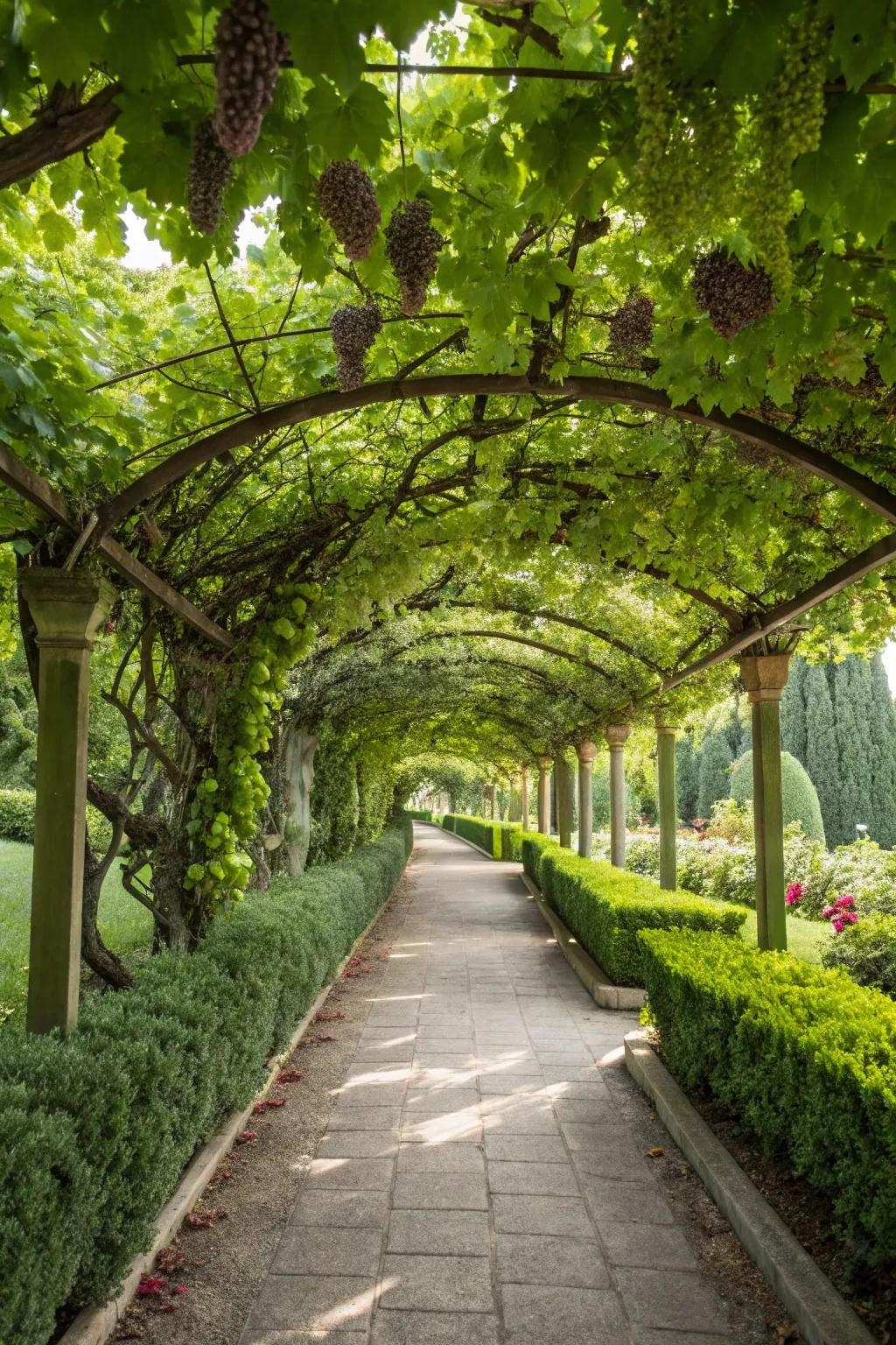 A pathway bordered by vineyard arbors crafts an idyllic garden passage.