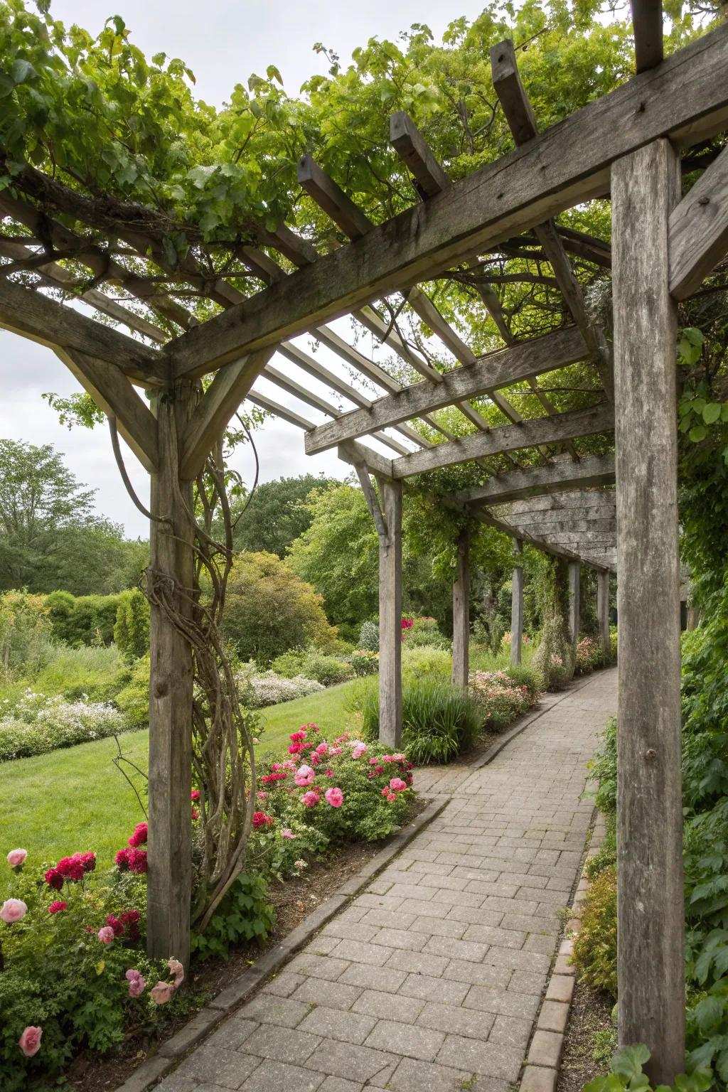 A time-honored timber pergola bedecked with flourishing grapevines.