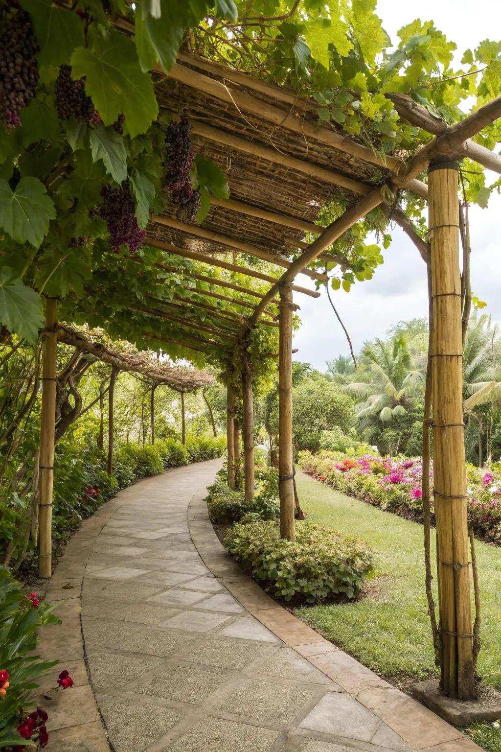 An eco-friendly cane arbor delivering fragile reinforcement for grapevines.