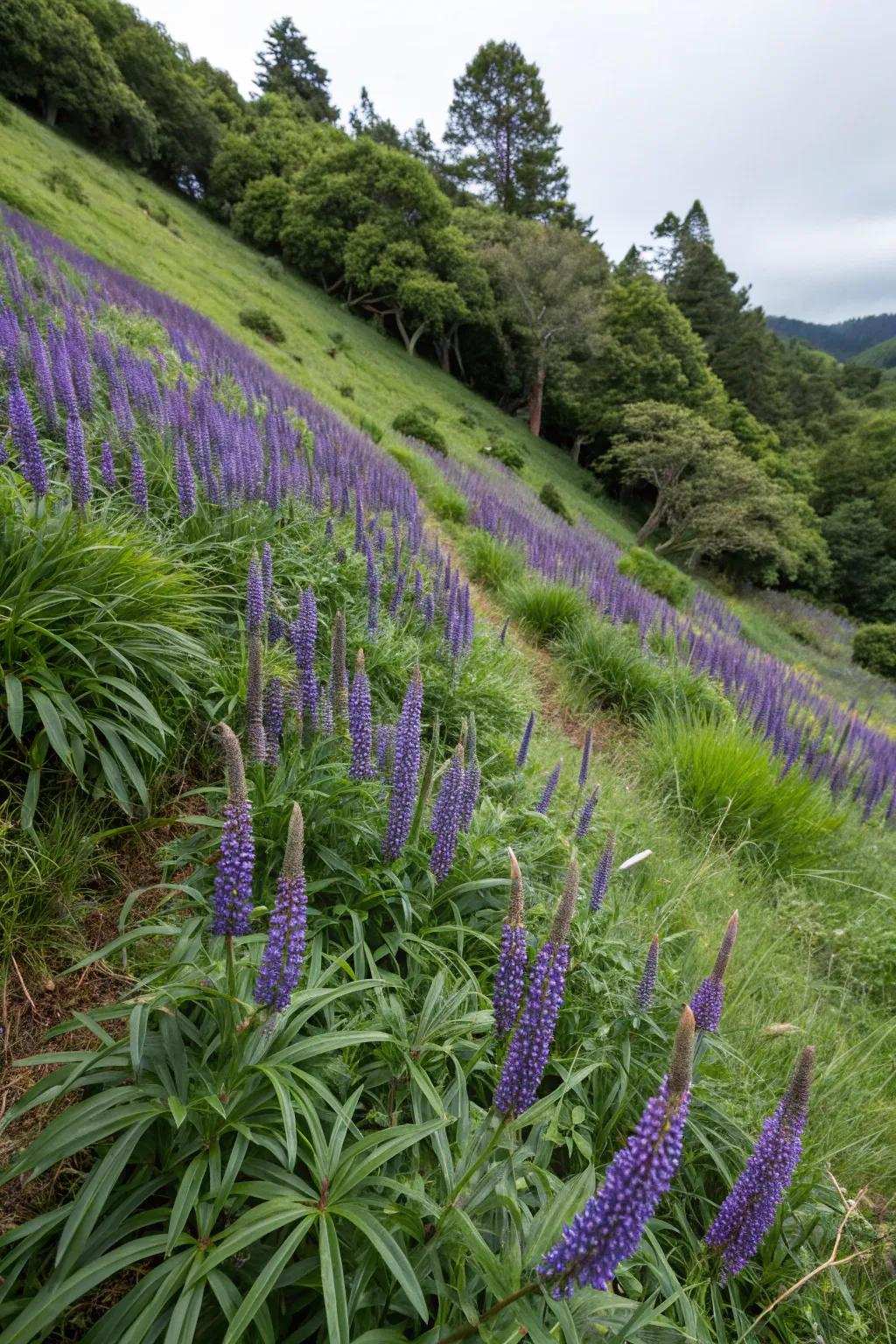 Grand Indigo Turf delivers striking statements on problematic slopes.