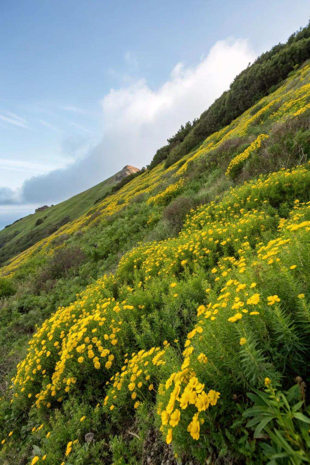 Sunburst Bloom brings a cheerful vibe to garden slopes.