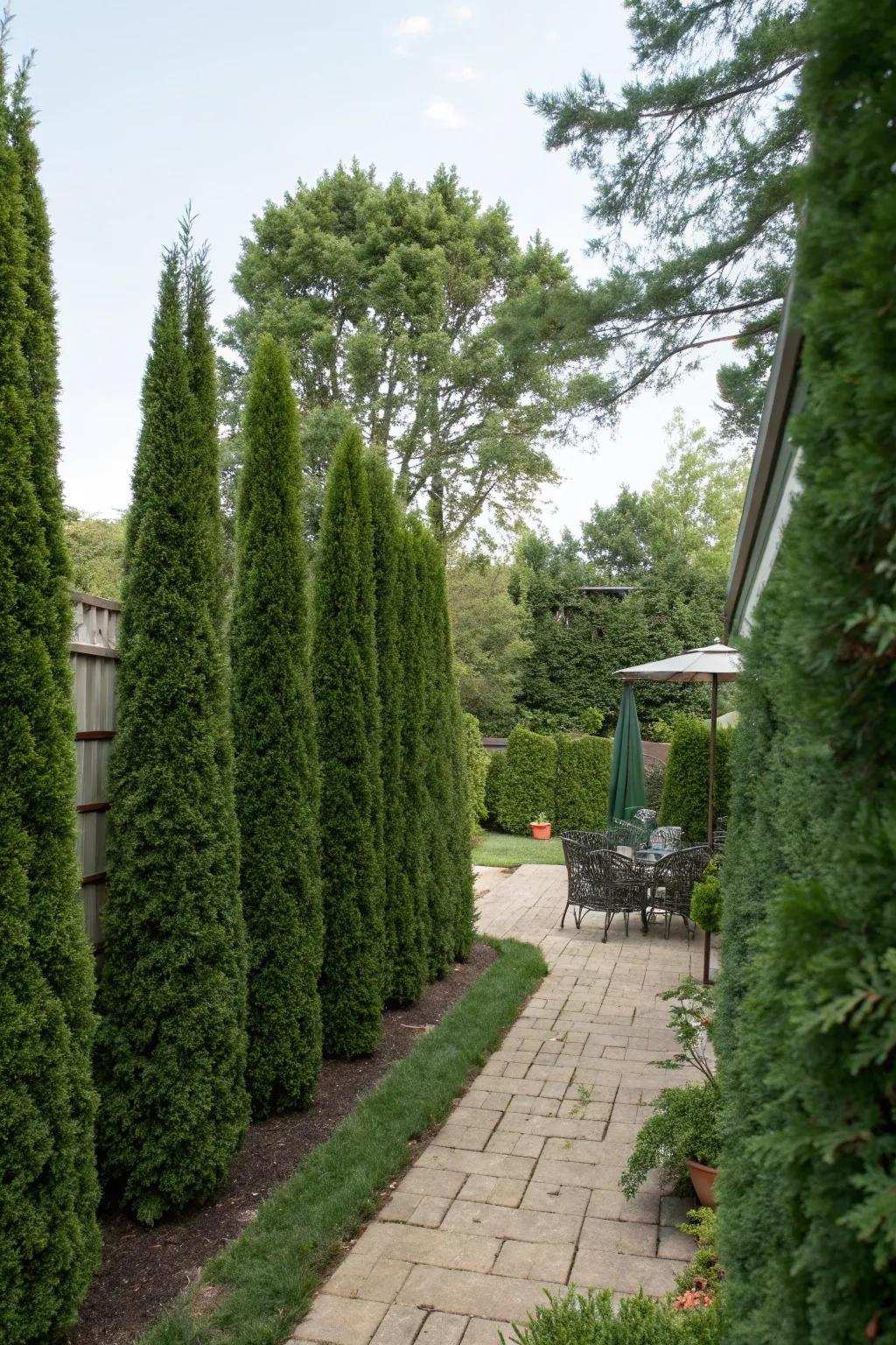 Tall hedges offer a natural and evergreen solution for creating privacy.